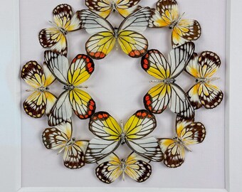 Flor luminosa I / Composición / Lepidópteros / Taxidermia / Entomología