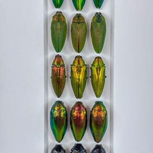Ornamental Changes / Composition / Jewel Beetles / Coleoptera