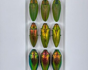 Cambios ornamentales / Composición / Escarabajos joya / Coleópteros