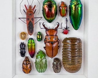 Mosaico de pequeños escarabajos 4 / Composición de insectos / Coleópteros / Lepidópteros / Entomología