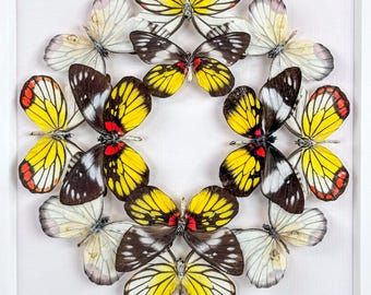 Flor luminosa II / Composición / Lepidópteros / Taxidermia / Entomología