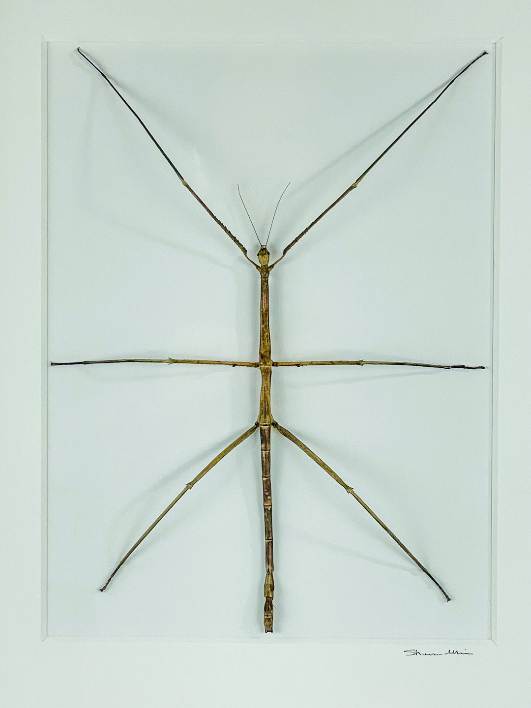 GIANT Walking Stick / Goliath Stick Insect / Australia / Phasmatidae