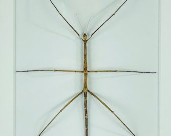 Insecto palo gigante / Insecto palo goliat / Australia / Phasmatidae / Entomología / Taxidermia