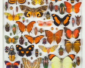 Composición de insectos / Coleópteros / Lepidópteros / Odonatos / Cicadidae / Entomología / Taxidermia / Disposición Tiziana