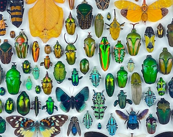 Desenfoque espectral / Composición / Himenópteros / Lepidópteros / Coleópteros / Odanatos / Entomología / Taxidermia