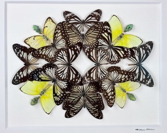 Entrada oscura / Composición / Lepidópteros / Coleópteros