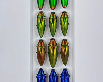 Prisma alargado / Composición / Escarabajos joya / Coleópteros