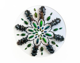 DIGITAL DOWNLOAD -- Exquisite Beetle Mandala -- PRINT / Composition /Beetle mandala - entomology