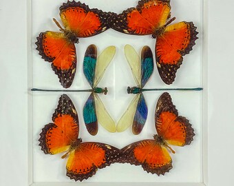 Embroiled Charm / Composition / Euphaea variegata / Cethosia Biblis / Lepidoptera / Odanata / Entomology / Insect Art Unique Handmade Gift