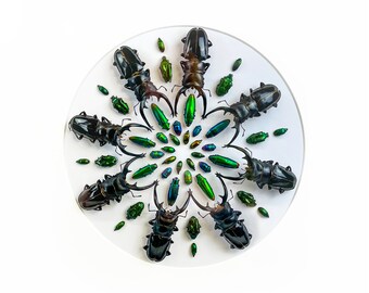 IMPRESIÓN - EXQUISITE Beetle Mandala -- PRINT / Composition /Beetle mandala - entomología