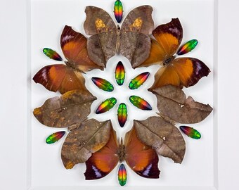 Pétalos de la fronda I / Composición / Lepidópteros / Coleópteros / Escarabajos joya