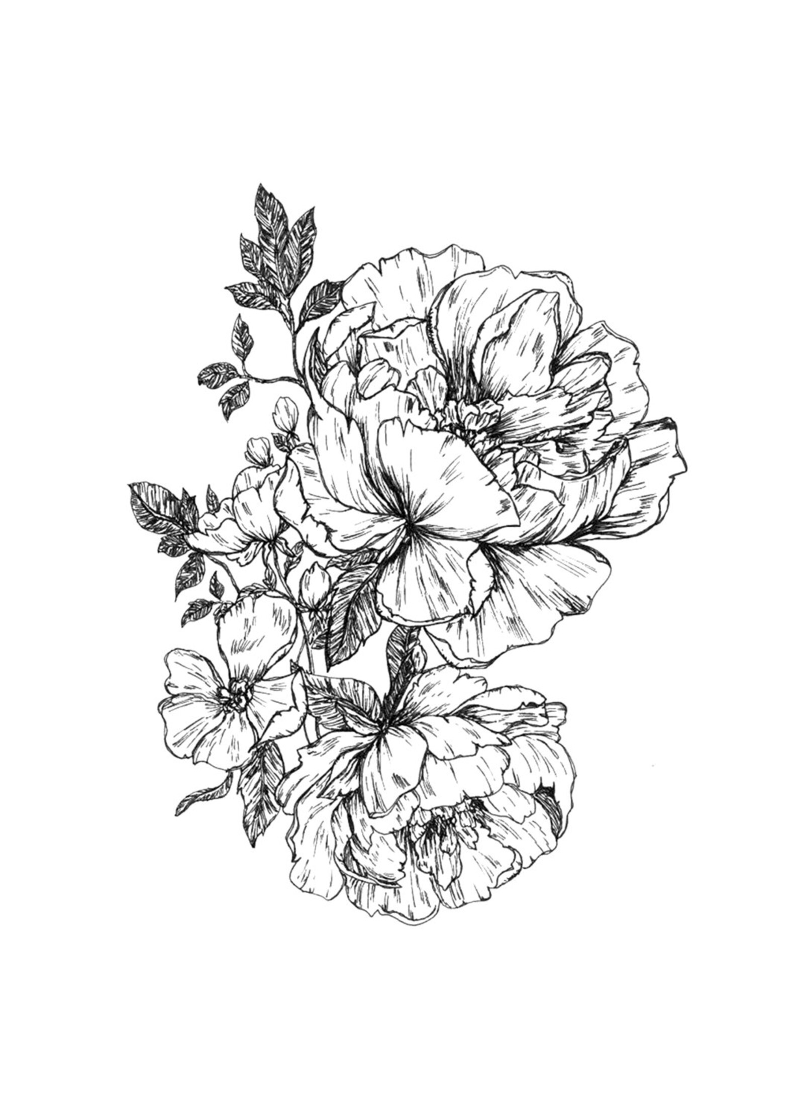 Пионы черно белые картинки