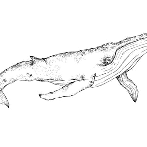 Whale Pen Drawing Printable Digital Download File