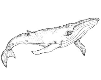 Whale Pen Drawing Printable Digital Download File