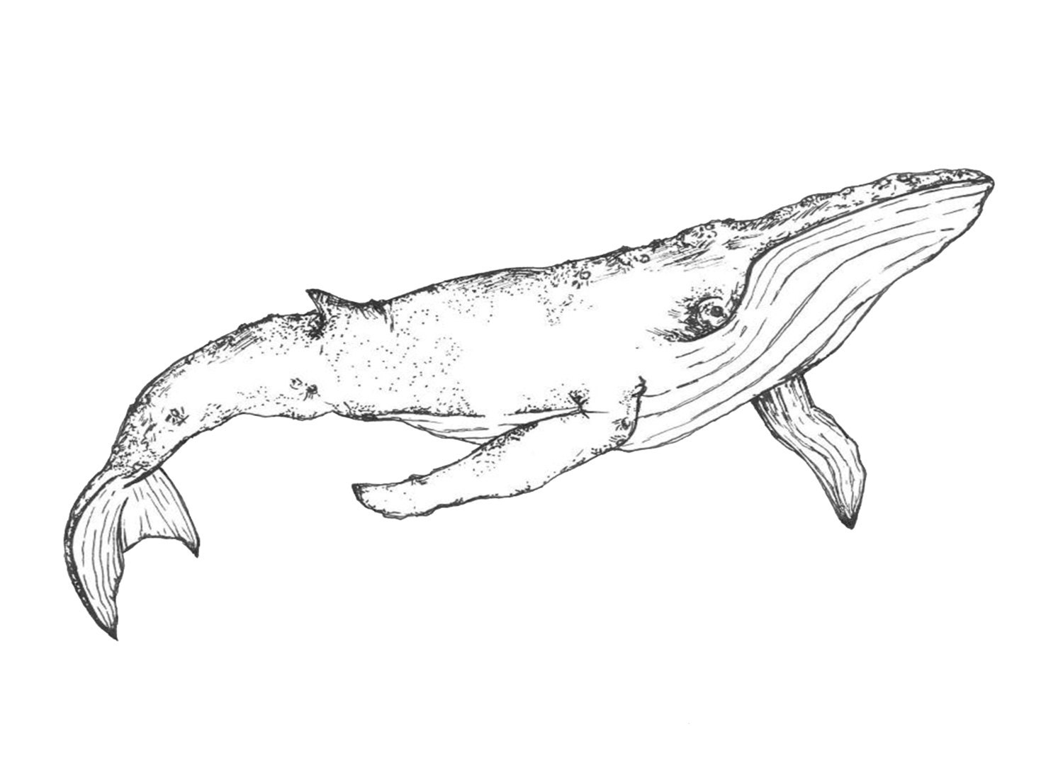 Whale Pen Drawing Printable Digital Download File Etsy Hong Kong