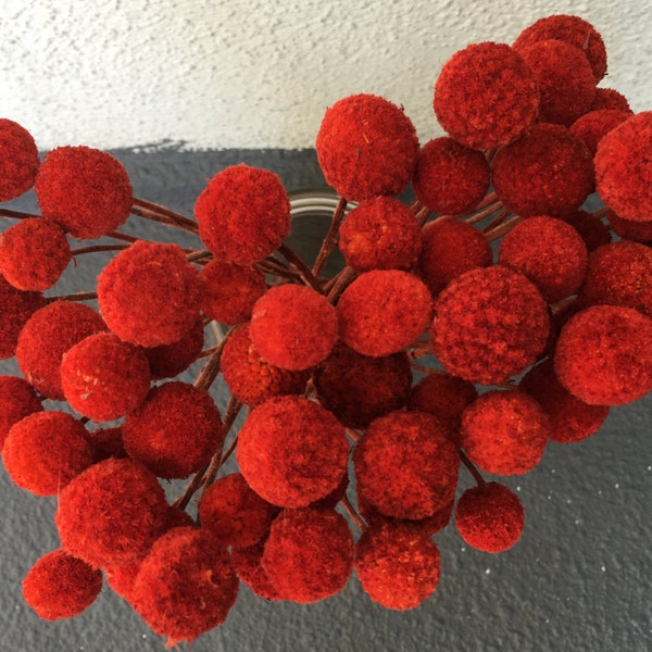 Stunning Fire Red Dried Billy Balls 55 Stems, Red Craspedia, Drumstick, Dyed Red Billy Balls, Dried Flower, Flower Decor, Wedding Flower