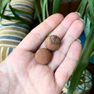 May include: Two round, brown chocolate truffles with a rough texture.