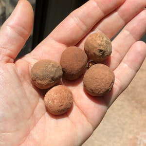 May include: Five smooth, round, reddish-brown stones, each about the size of a golf ball, are held in a person's hand.