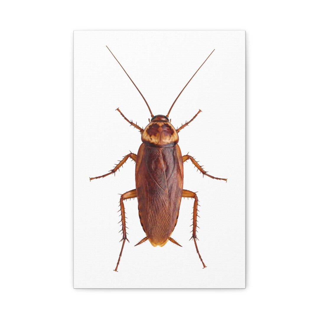 Cockroach Print Realistic Cockroach Photo Matte Canvas Print – Matte Finish Gallery ...