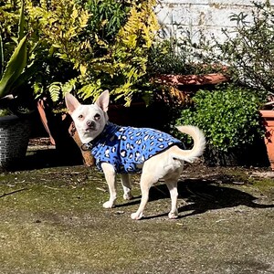 Może przedstawiać: Mały, jasno umaszczony pies w niebieskiej polarowej kurtce z białym i czarnym nadrukiem w cętki. Pies stoi na zewnątrz przed r&oacute;żnymi roślinami doniczkowymi i białym ceglanym murem. Pies patrzy w stronę aparatu.