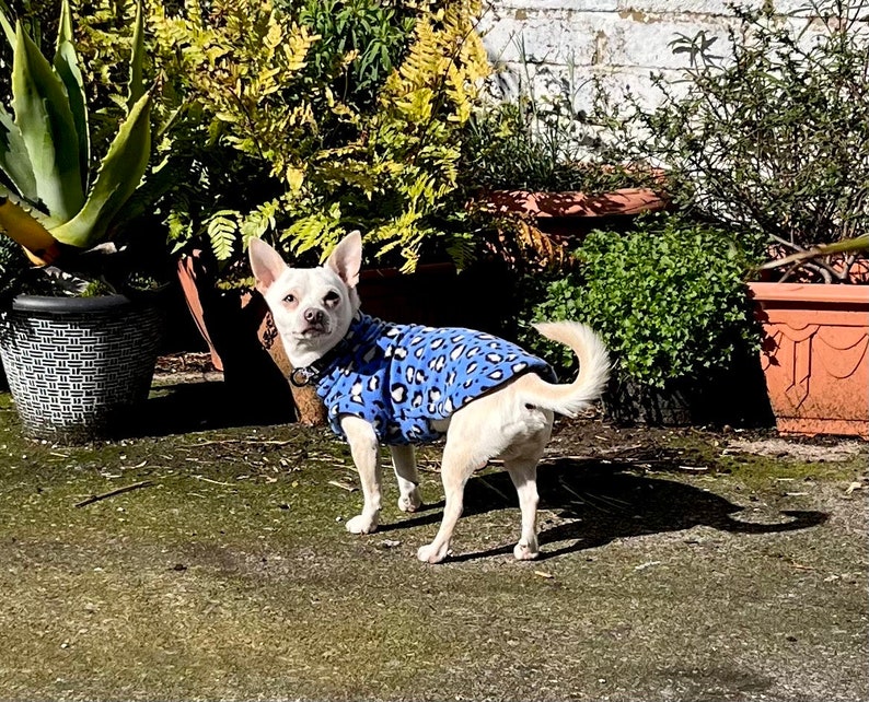 Może przedstawiać: Mały, jasno umaszczony pies w niebieskiej polarowej kurtce z białym i czarnym nadrukiem w cętki. Pies stoi na zewnątrz przed r&oacute;żnymi roślinami doniczkowymi i białym ceglanym murem. Pies patrzy w stronę aparatu.