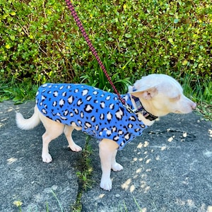 Może przedstawiać: Mały biały pies w niebieskim polarowym płaszczu z czarno-białym nadrukiem w cętki. Pies jest na smyczy i obroży, stoi na betonowej powierzchni z zielonymi liśćmi w tle.