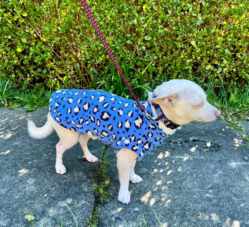 Może przedstawiać: Mały biały pies w niebieskim polarowym płaszczu z czarno-białym nadrukiem w cętki. Pies jest na smyczy i obroży, stoi na betonowej powierzchni z zielonymi liśćmi w tle.