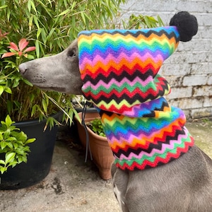 Könnte beinhalten: Ein grauer Hund trägt eine farbenfrohe, zickzackförmige Mütze und einen Halswärmer. Die Mütze hat einen schwarzen Bommel. Die Farben sind Rot, Orange, Gelb, Grün, Blau, Lila und Schwarz.