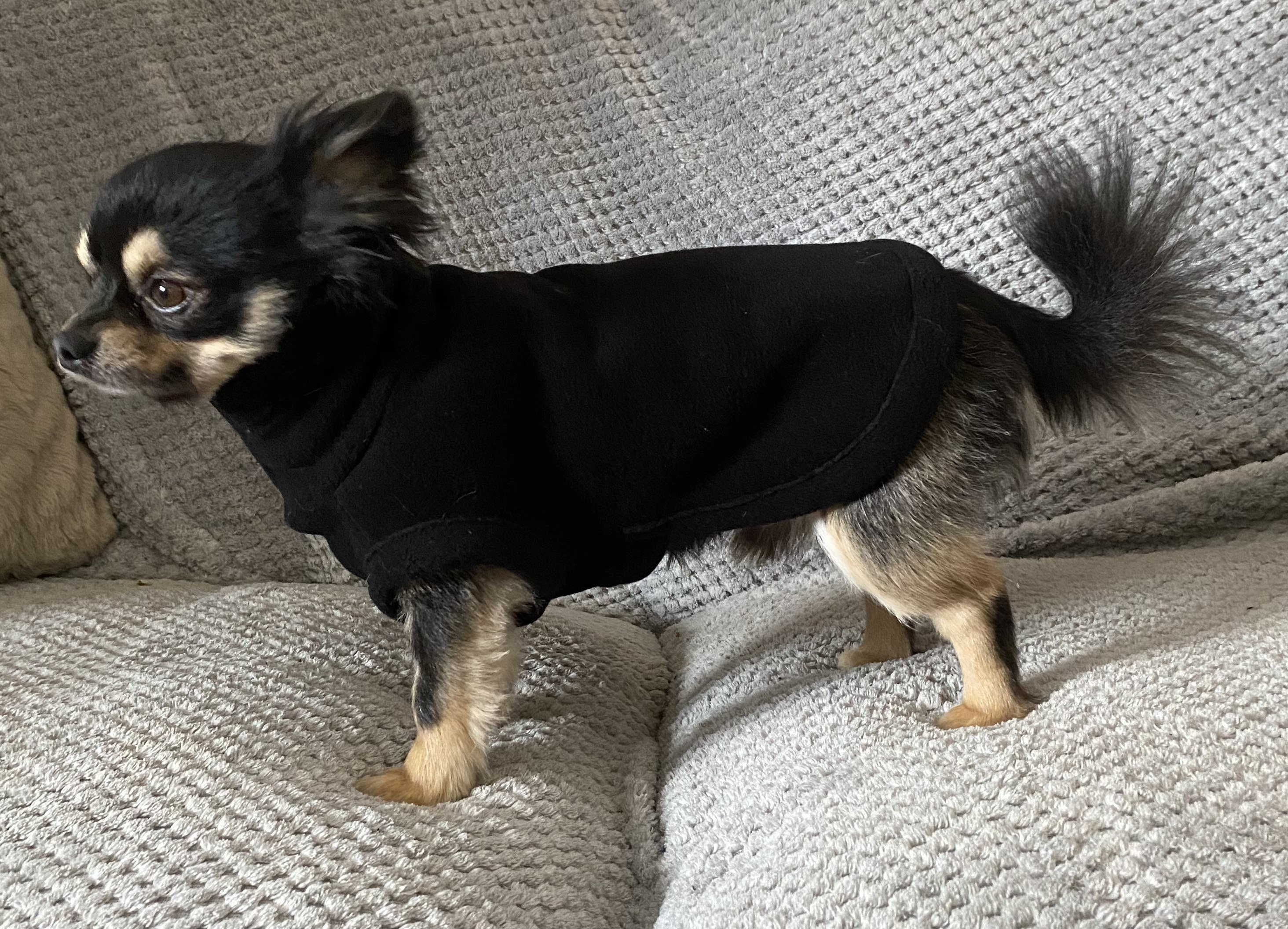 Patron ModÃ¨le Manteau Tricot Pour Chihuahua Chihuahua Modele