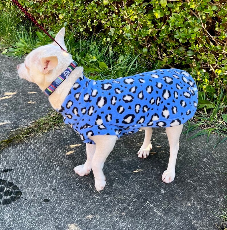 Może przedstawiać: Mały biały pies w niebieskiej polarowej kurtce z czarno-białym nadrukiem w cętki. Pies ma r&oacute;wnież kolorową obrożę i jest na smyczy. Pies stoi na betonowej powierzchni.