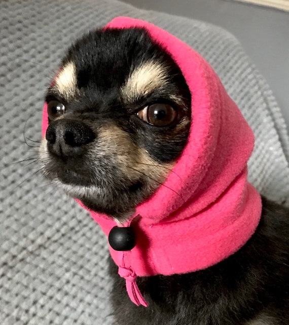 Chihuahua with hat online