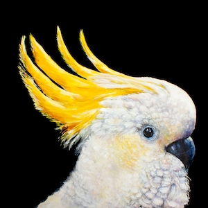 Art Print Watercolor Painting Sulphur Crested Cockatoo Australian Birds Wall Art Nature Painting Art Australian Home Decor Gift Bird Parrot
