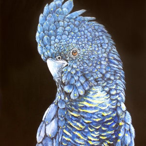 Art Print Watercolor Painting Black Cockatoo Art Australian Birds Wall Art Nature Painting Art Australian Home Decor Gift Parrot Bird