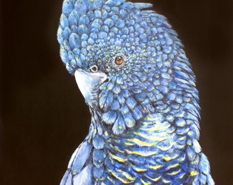 クロオウムの水彩画アートプリント - オーストラリアの鳥の絵画 - Etsy