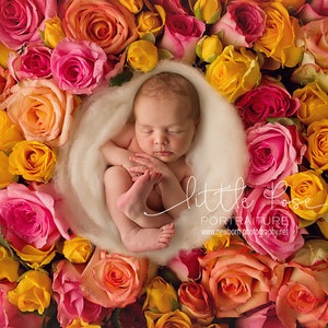 Newborn Digital Backdrop, Newborn Background, Newborn Composite, Bed of Roses Newborn Digital Background High Res jpg file