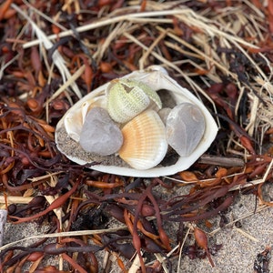 Atlantic Surf Clam Shells from Maine READ DESCRIPTION image 4