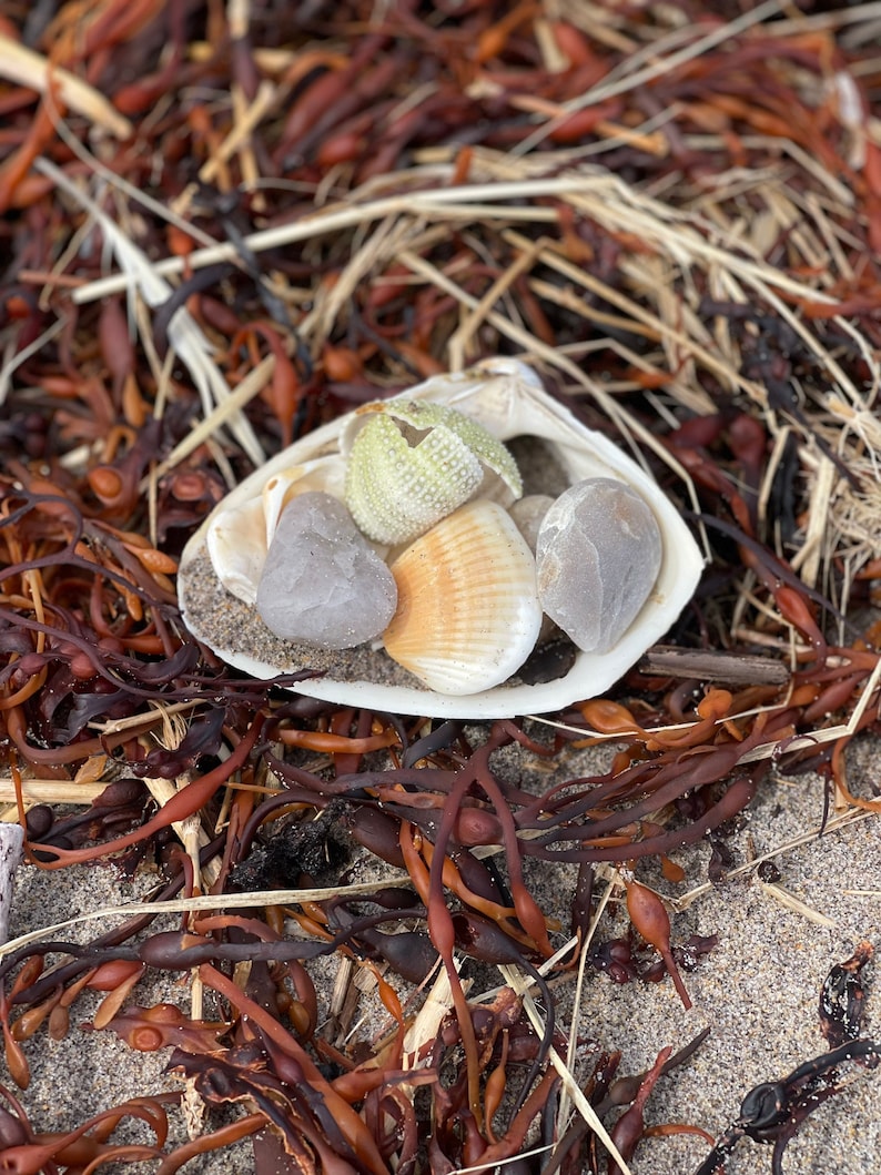 Atlantic Surf Clam Shells from Maine READ DESCRIPTION image 4