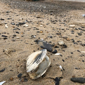 Atlantic Surf Clam Shells from Maine READ DESCRIPTION image 7