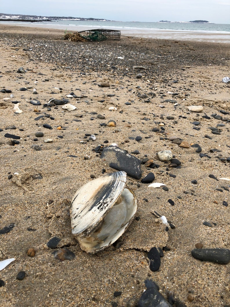 Atlantic Surf Clam Shells from Maine READ DESCRIPTION image 7