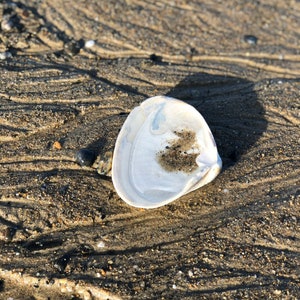 Atlantic Surf Clam Shells from Maine READ DESCRIPTION image 3