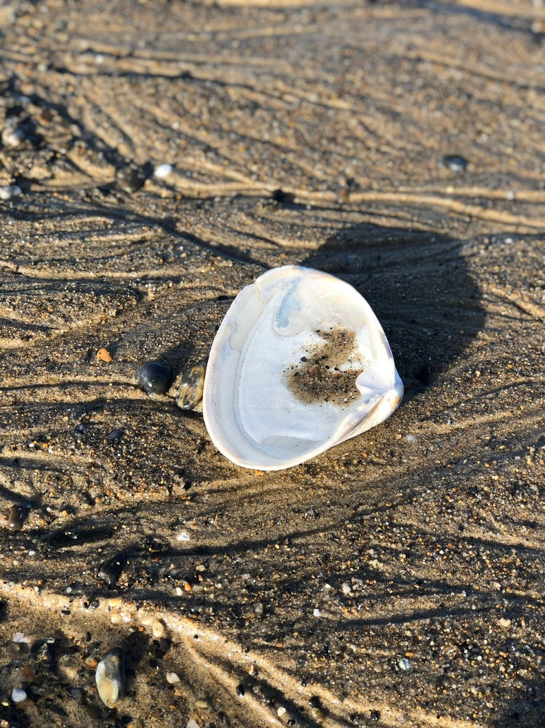 Atlantic Surf Clam Shells from Maine READ DESCRIPTION image 3