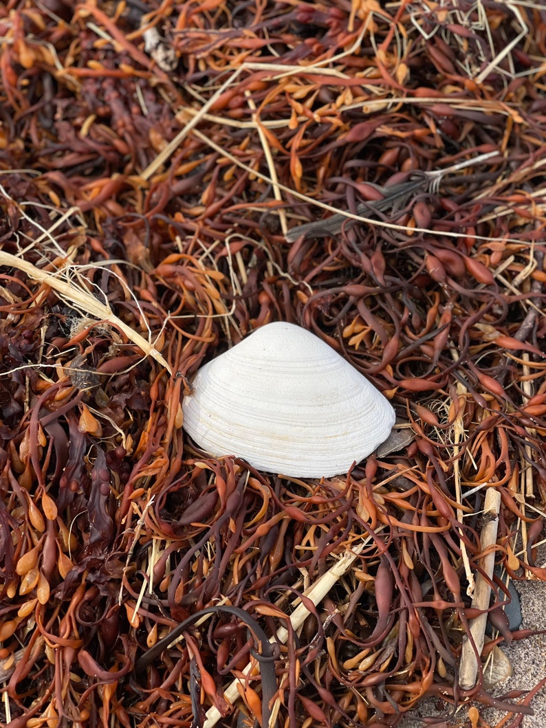 Atlantic Surf Clam Shells from Maine READ DESCRIPTION image 2