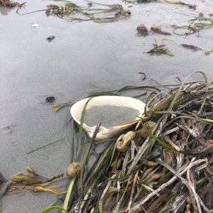 Atlantic Surf Clam Shells from Maine READ DESCRIPTION image 6