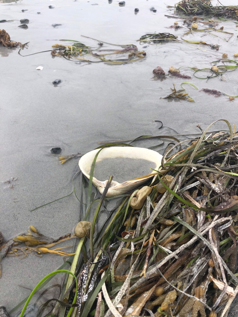 Atlantic Surf Clam Shells from Maine READ DESCRIPTION image 6