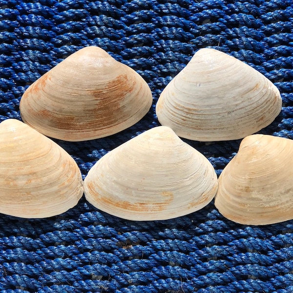 Atlantic Surf Clam Shells from Maine (READ DESCRIPTION!)