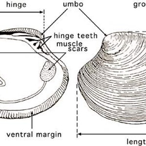 Conchas de almeja de surf del Atlántico de Maine LEER LA DESCRIPCIÓN imagen 8