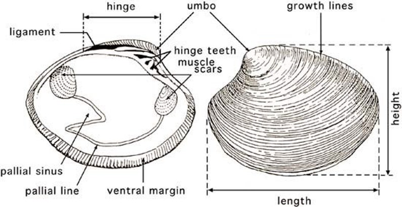 Conchas de almeja de surf del Atlántico de Maine LEER LA DESCRIPCIÓN imagen 8