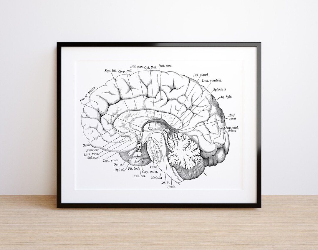 Anatomy Brain Art-antique Brain Print Anatomy Décor Anatomical Art ...