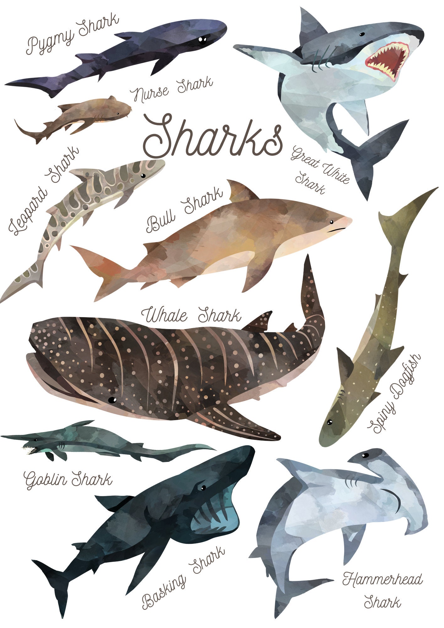 Shark Print Labelled Sharks of the World-watercolour - Etsy UK