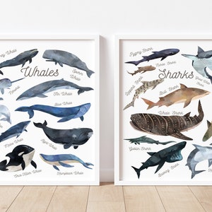 Whale & Shark Print Set of 2-Labelled Whales Sharks of the WorldCetacea-Nurserydécor-illustration-poster-ocean-world-naure-kids-children
